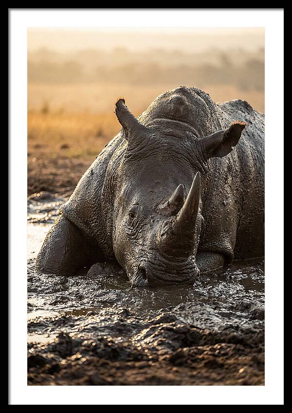 African Rhino In Mud Wallow