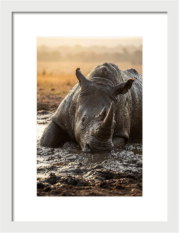 African Rhino In Mud Wallow