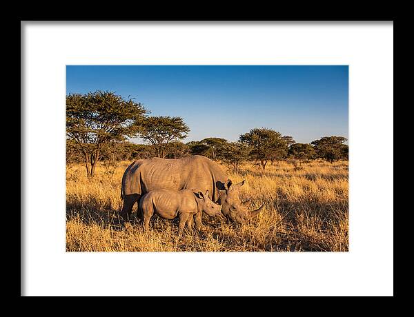 African Rhino Mother And Baby