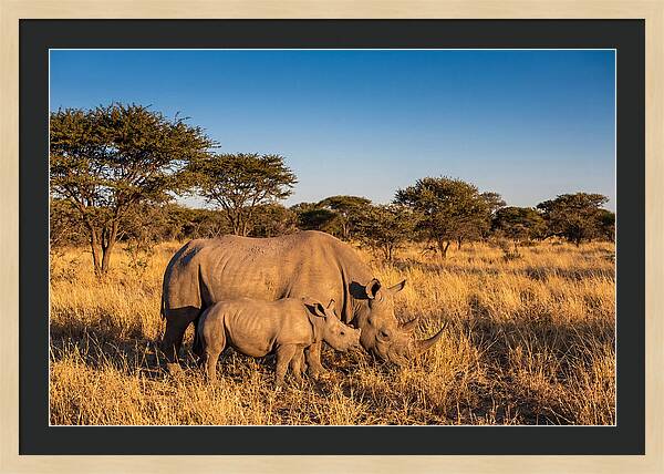 African Rhino Mother And Baby