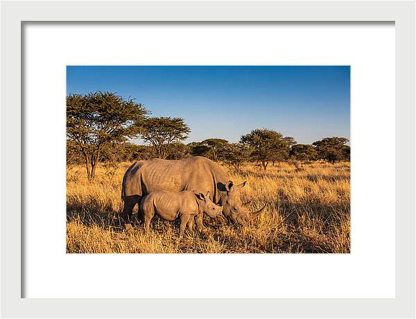 African Rhino Mother And Baby