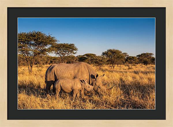 African Rhino Mother And Baby