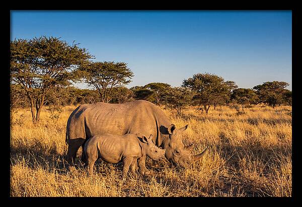 African Rhino Mother And Baby