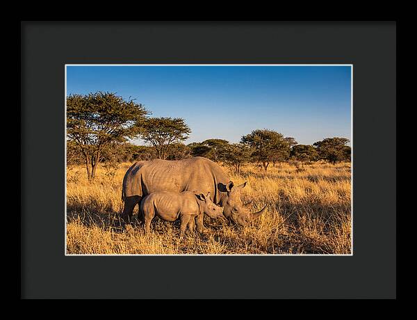 African Rhino Mother And Baby