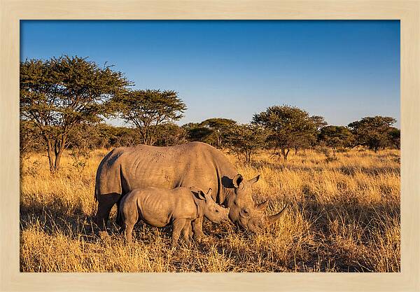 African Rhino Mother And Baby