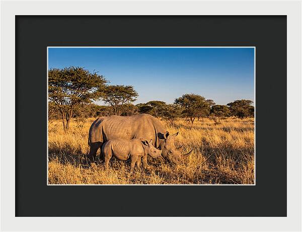 African Rhino Mother And Baby