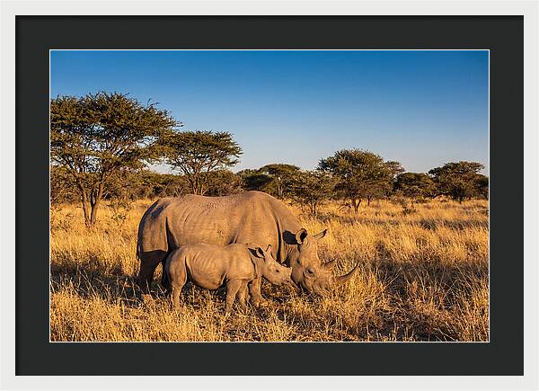 African Rhino Mother And Baby
