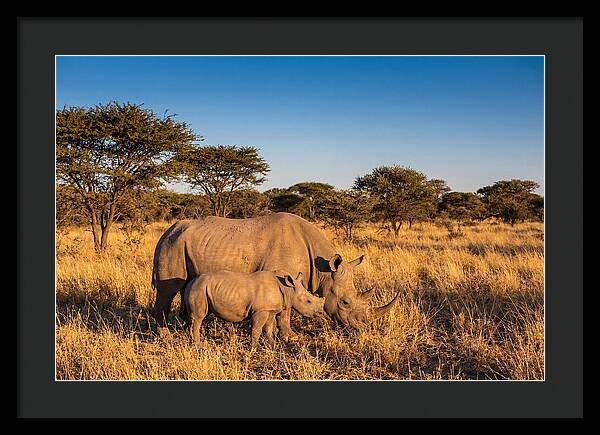 African Rhino Mother And Baby