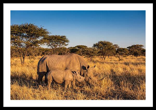 African Rhino Mother And Baby