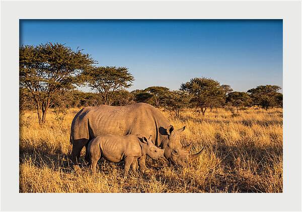 African Rhino Mother And Baby
