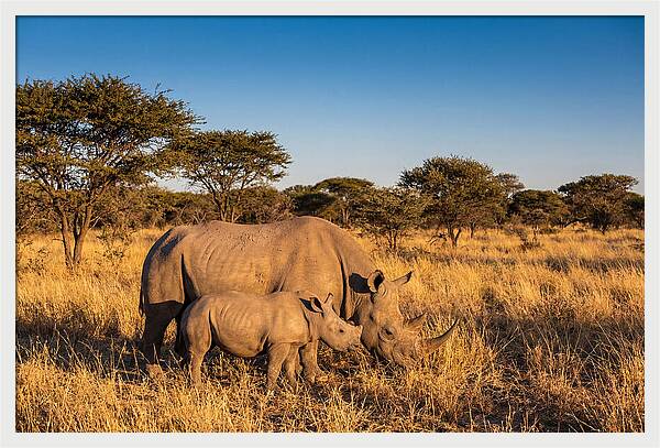 African Rhino Mother And Baby