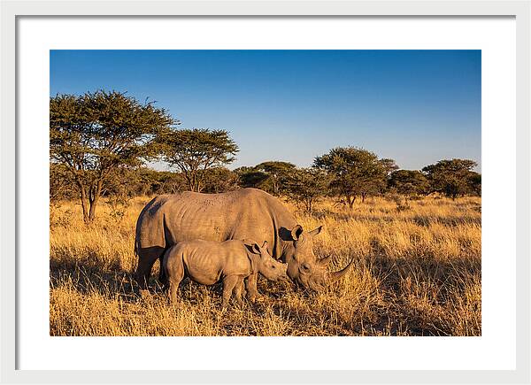 African Rhino Mother And Baby
