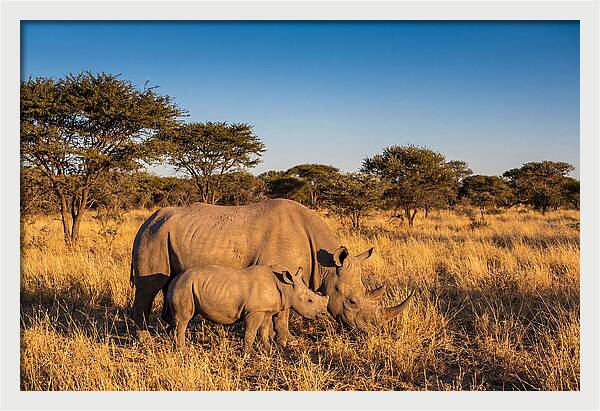 African Rhino Mother And Baby