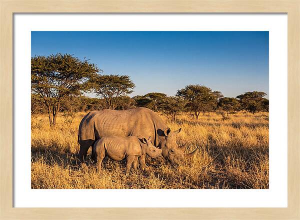 African Rhino Mother And Baby