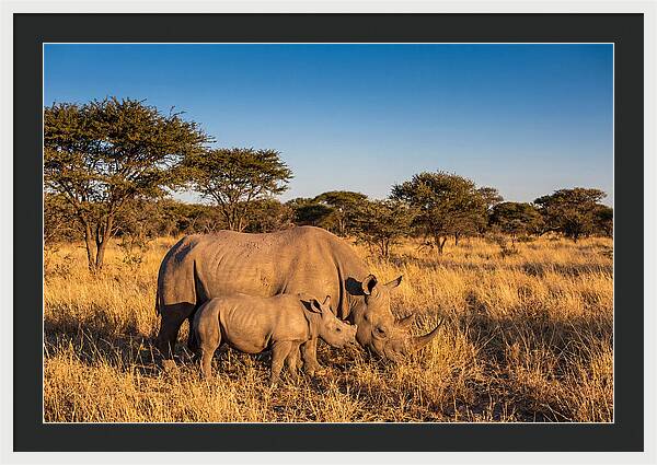 African Rhino Mother And Baby