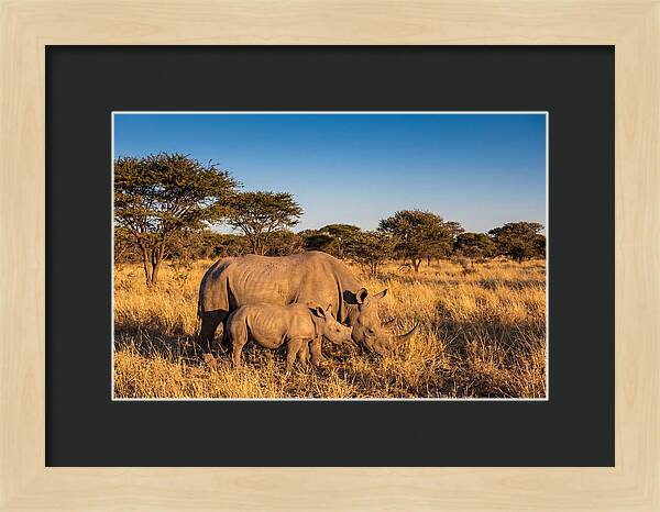 African Rhino Mother And Baby