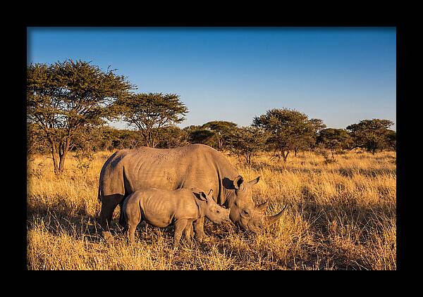 African Rhino Mother And Baby