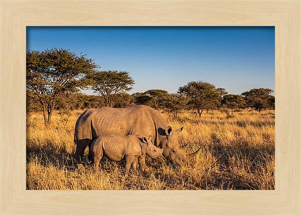 African Rhino Mother And Baby