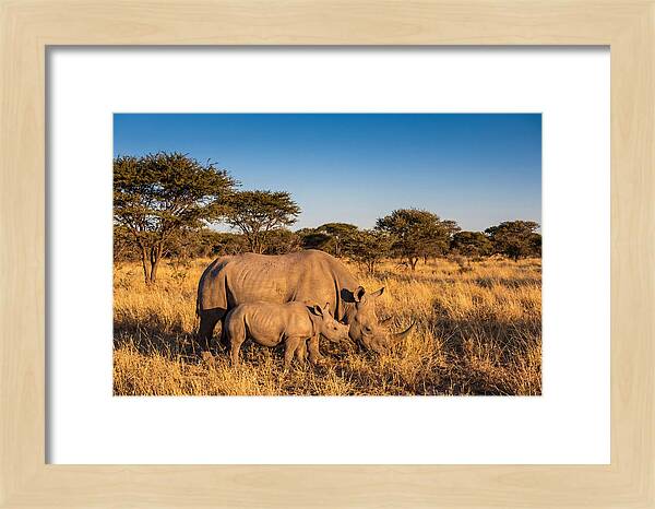 African Rhino Mother And Baby