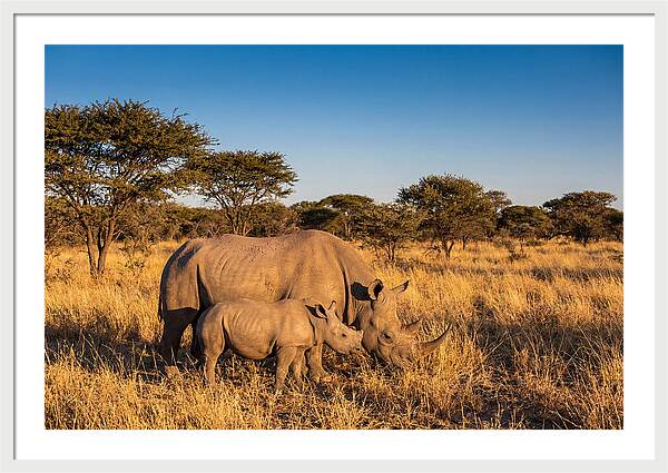 African Rhino Mother And Baby