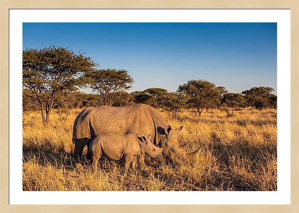 African Rhino Mother And Baby