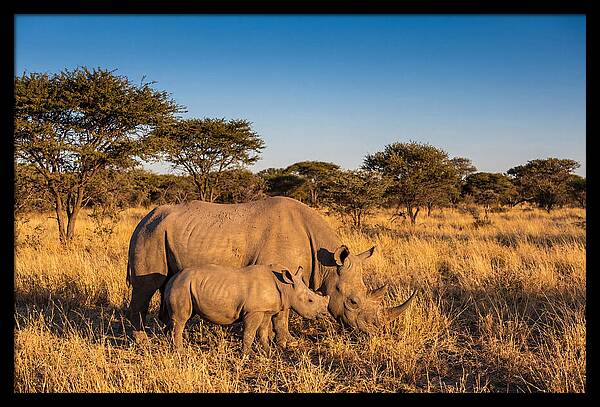 African Rhino Mother And Baby