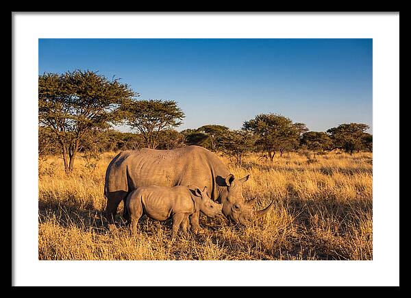 African Rhino Mother And Baby