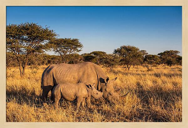 African Rhino Mother And Baby
