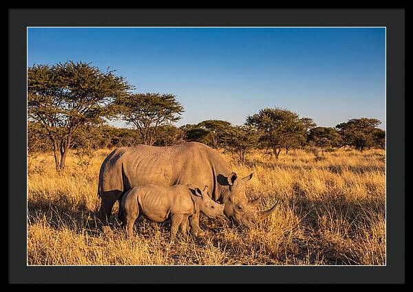 African Rhino Mother And Baby