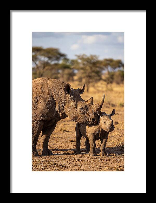 African Rhino Mother And Calf