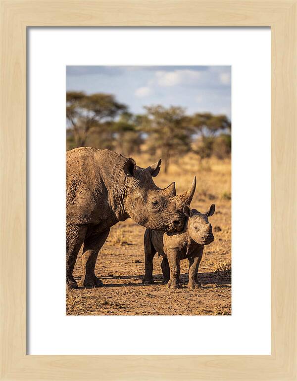 African Rhino Mother And Calf