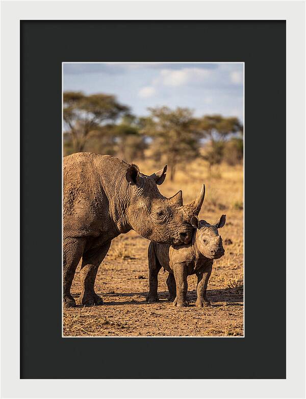 African Rhino Mother And Calf