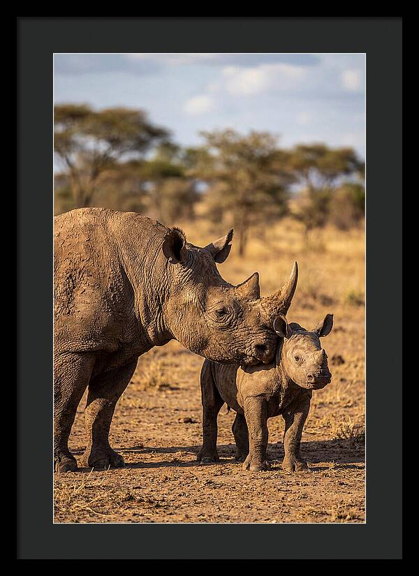 African Rhino Mother And Calf