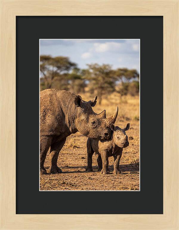 African Rhino Mother And Calf