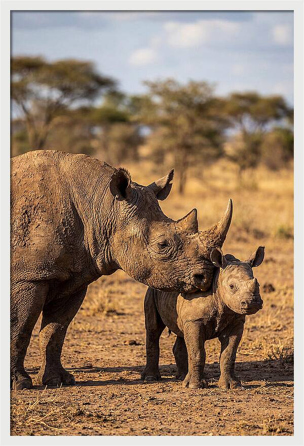 African Rhino Mother And Calf