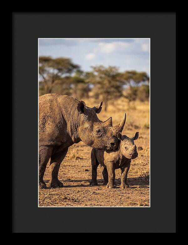 African Rhino Mother And Calf