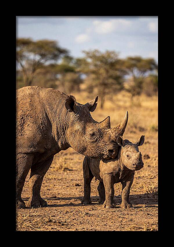 African Rhino Mother And Calf