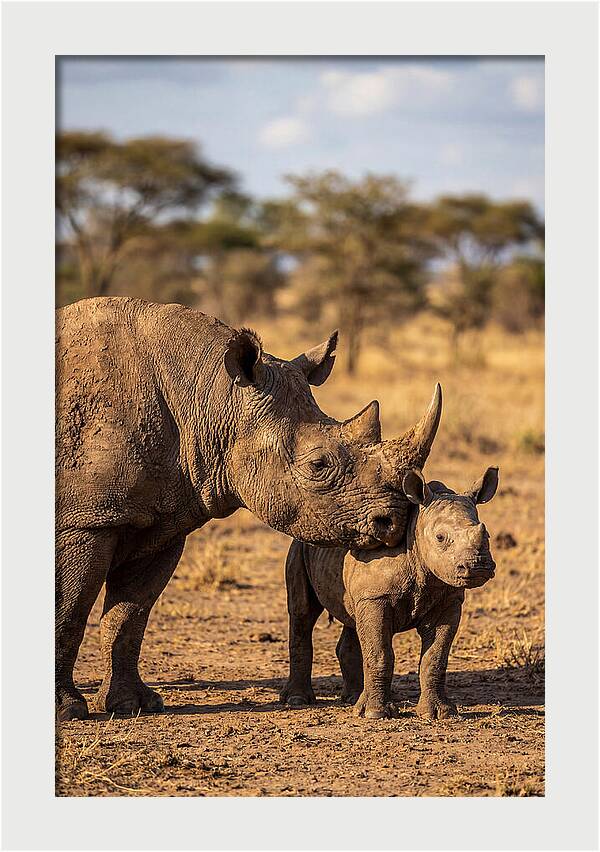 African Rhino Mother And Calf