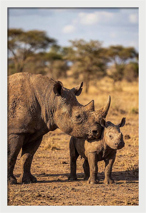African Rhino Mother And Calf