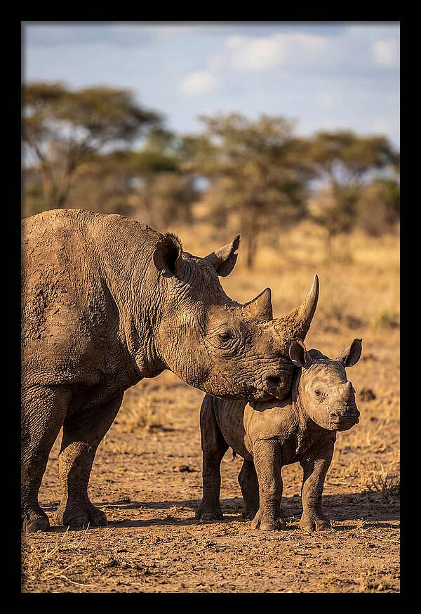 African Rhino Mother And Calf