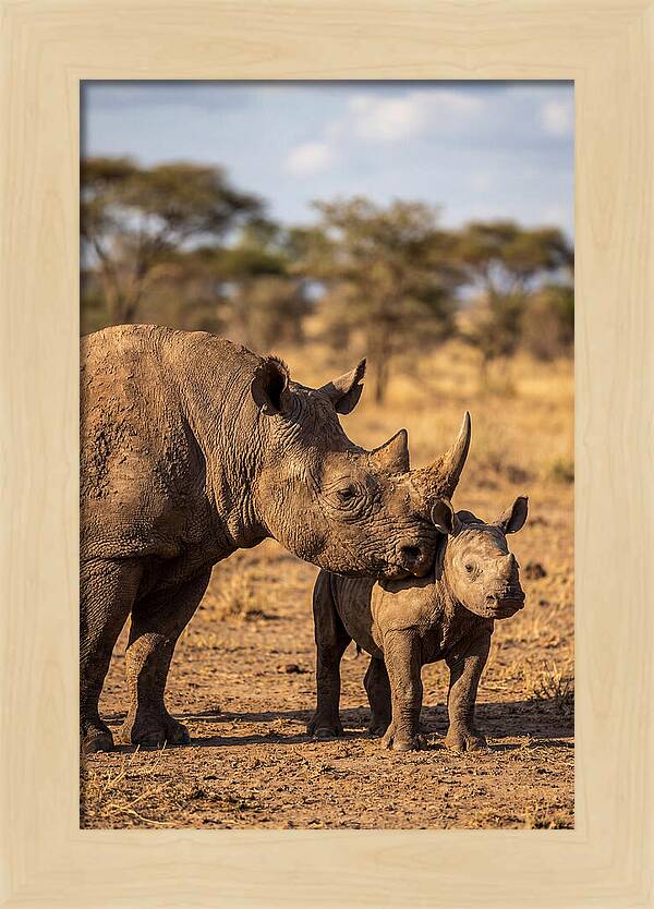 African Rhino Mother And Calf