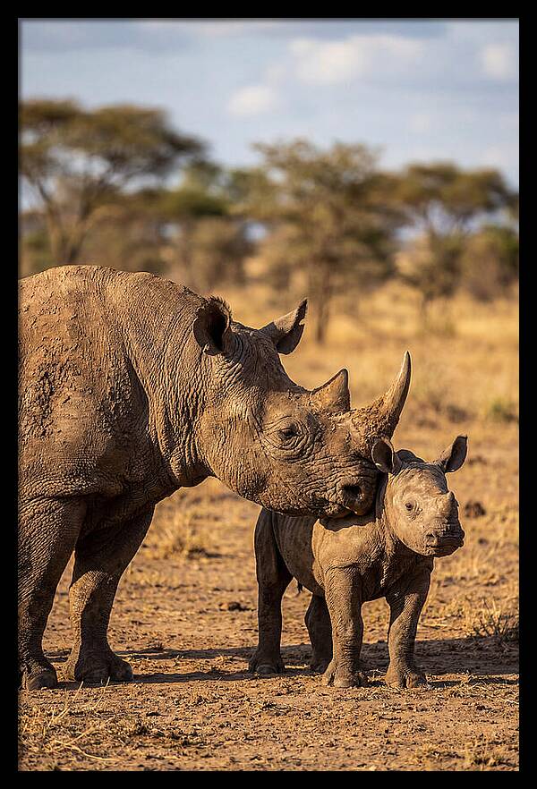 African Rhino Mother And Calf