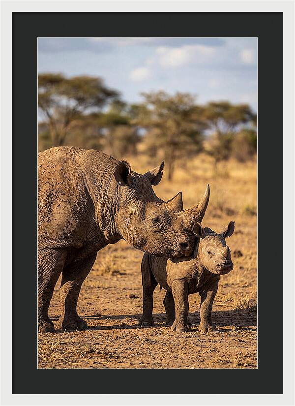 African Rhino Mother And Calf