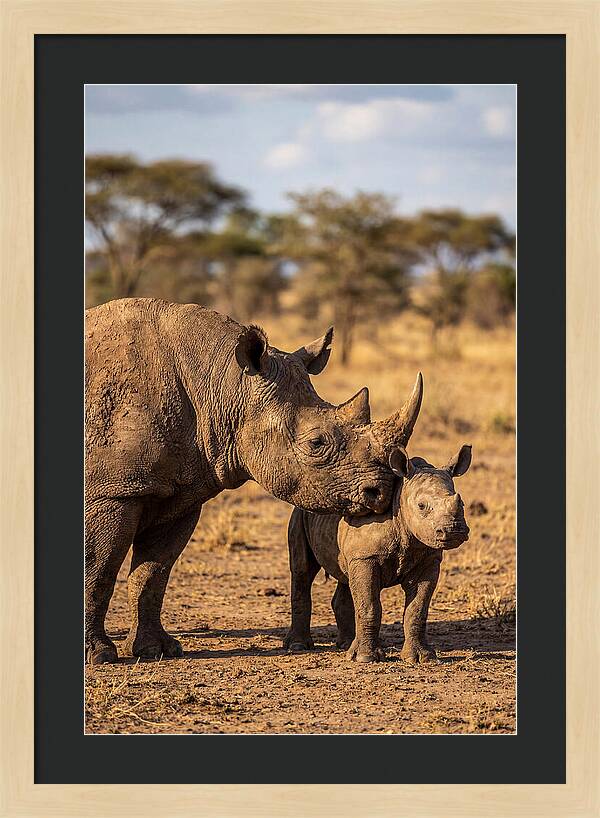 African Rhino Mother And Calf
