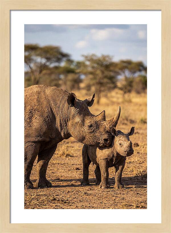 African Rhino Mother And Calf