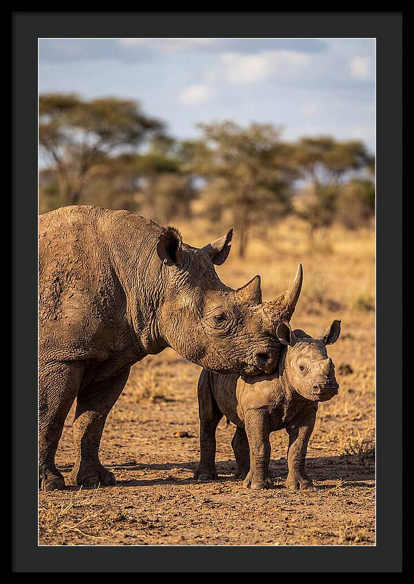 African Rhino Mother And Calf