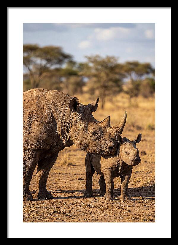 African Rhino Mother And Calf
