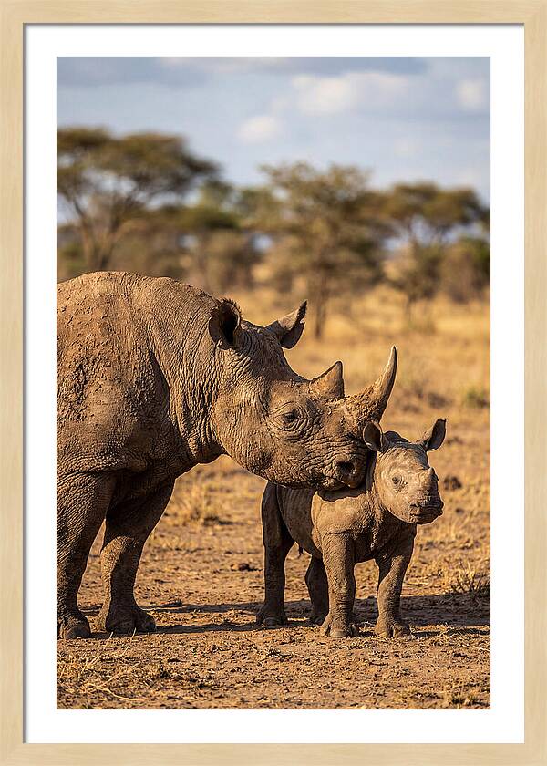 African Rhino Mother And Calf
