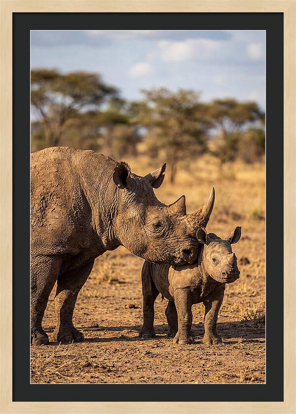 African Rhino Mother And Calf