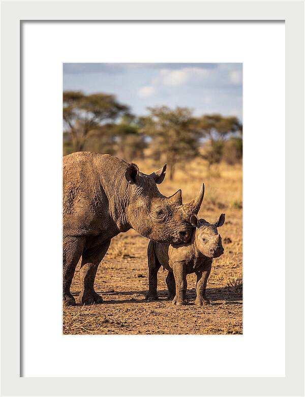 African Rhino Mother And Calf